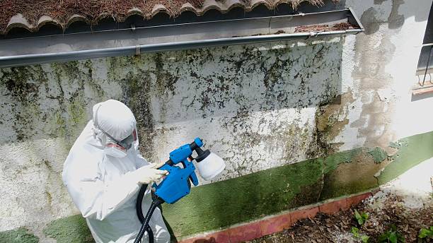 Trusted Mold Inspection service in Freeland, PA - Cheap Mold Removal